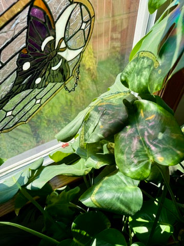 Luna Moth Panel